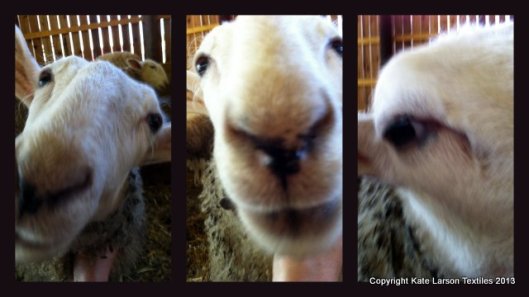 This is what I usually get when I try to take pictures of the lambs. 