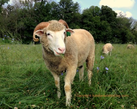 A yearling Horned Dorset hanging out with the Leicesters. 