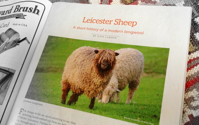 Leicester Sheep article from Spin-Off winter 2015 by Kate Larson.