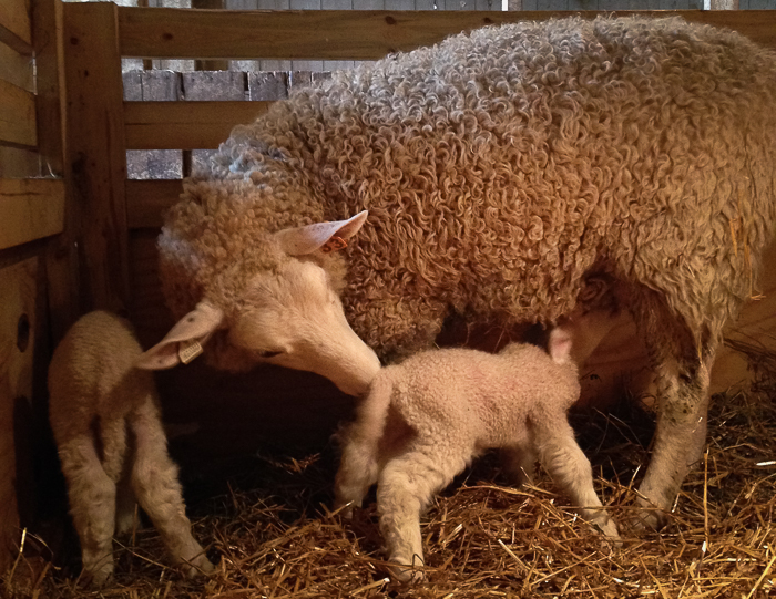 Larson_lambs16_33