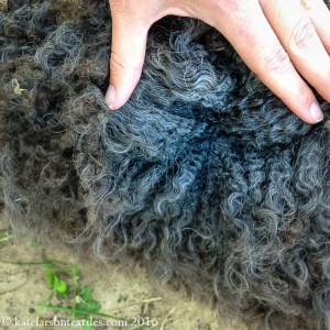 Larson_Thomas_5_28_2016